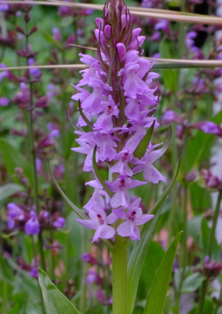 Dactylorhiza_praeternissa