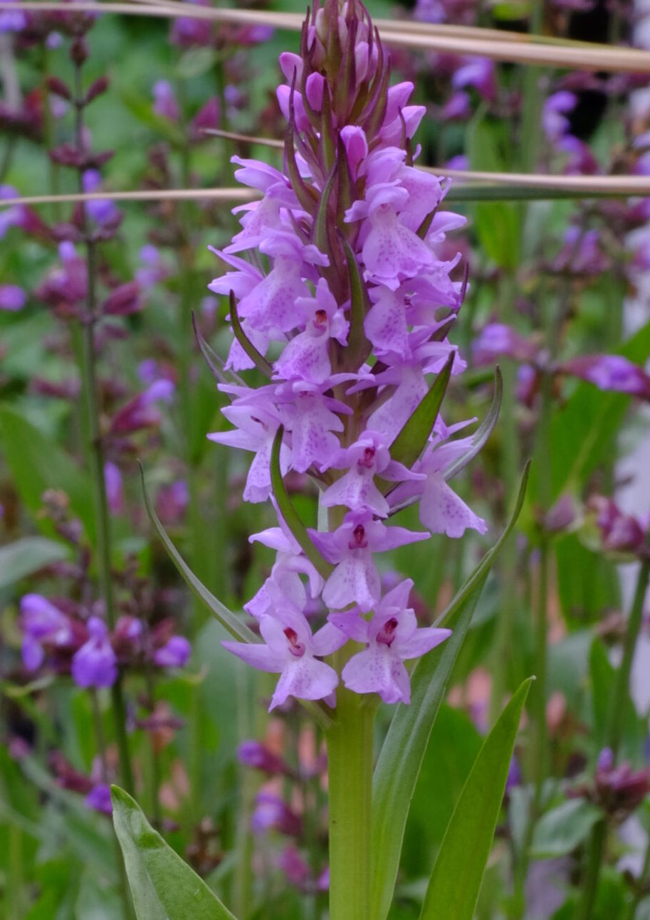 Dactylorhiza_praeternissa