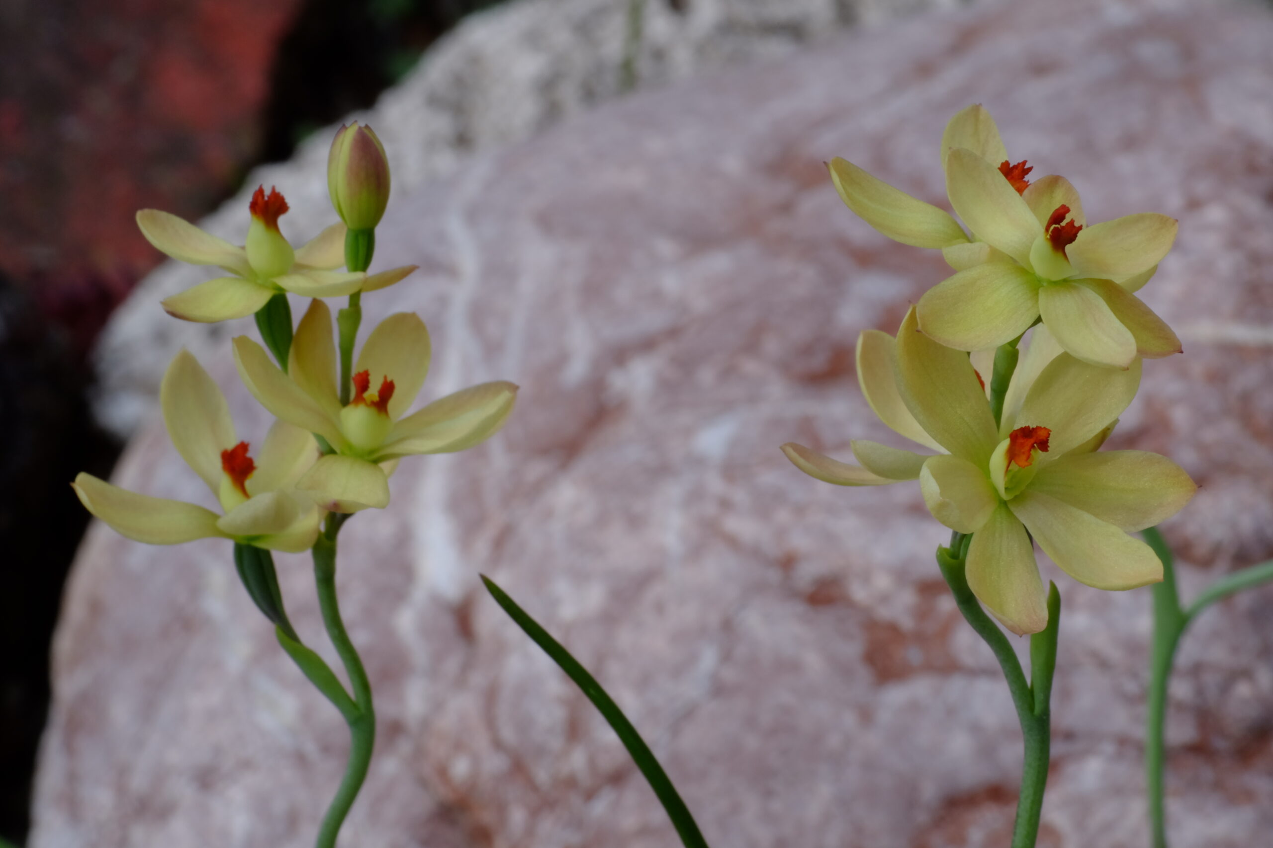Thelymitra_Queen_Adelaide