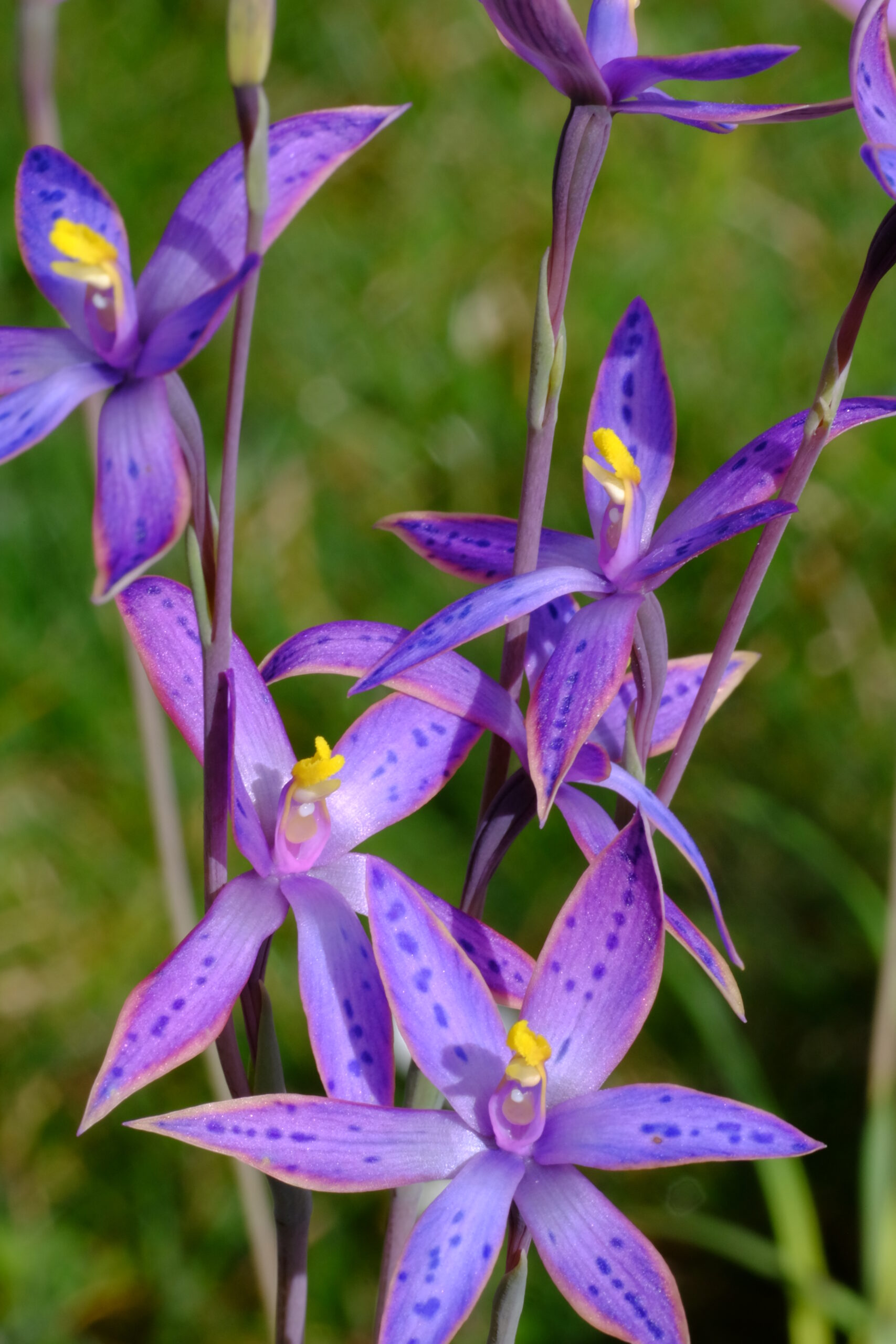 Thelymitra_Ron_Heberle
