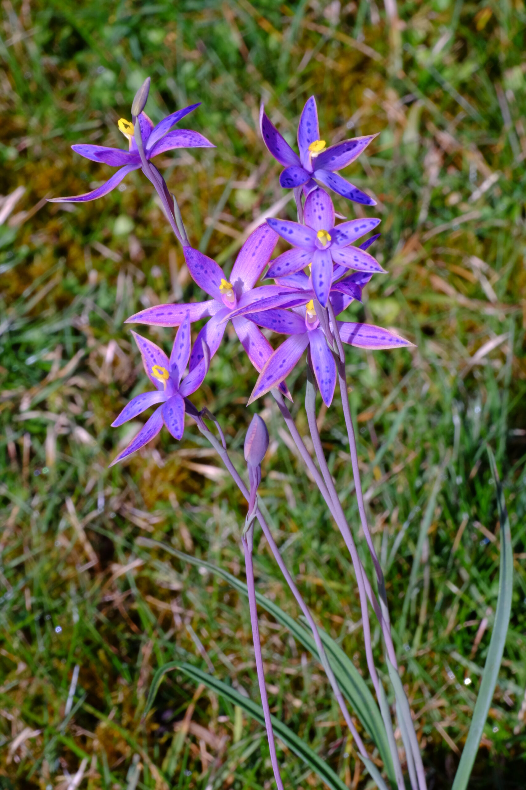 Thelymitra_Ron_Heberle