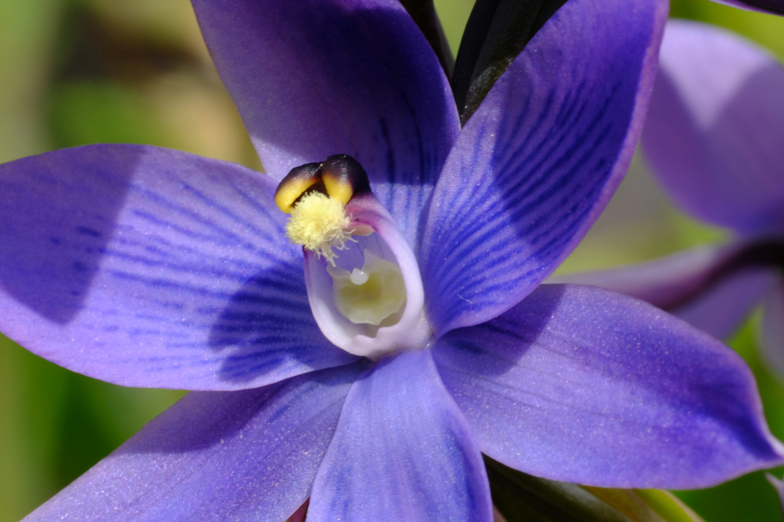 Thelymitra Orchidee