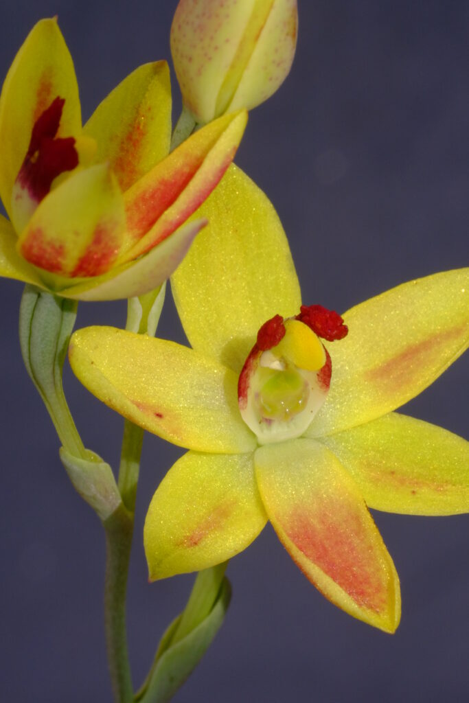 Thelymitra_lovejoyXantennifera