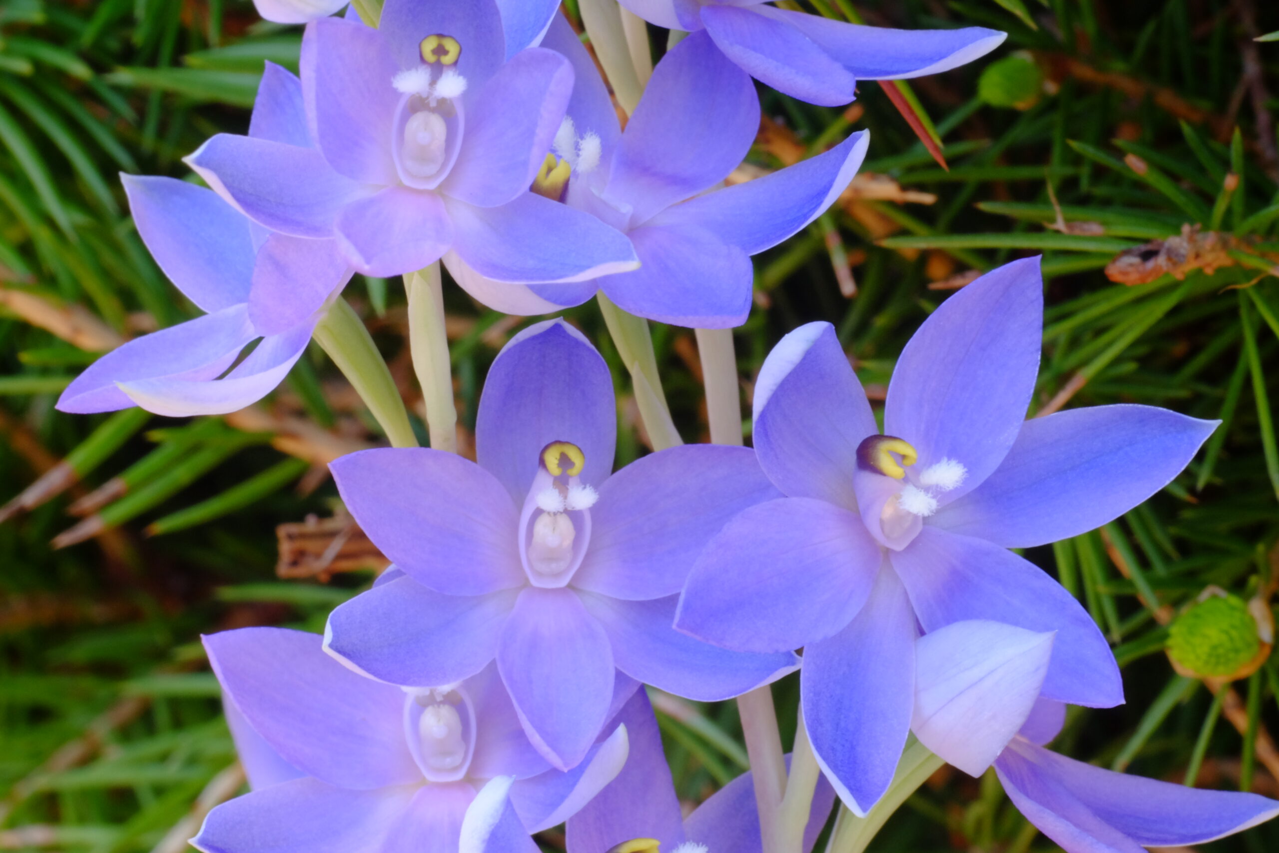 Thelymitra_megcalyptra