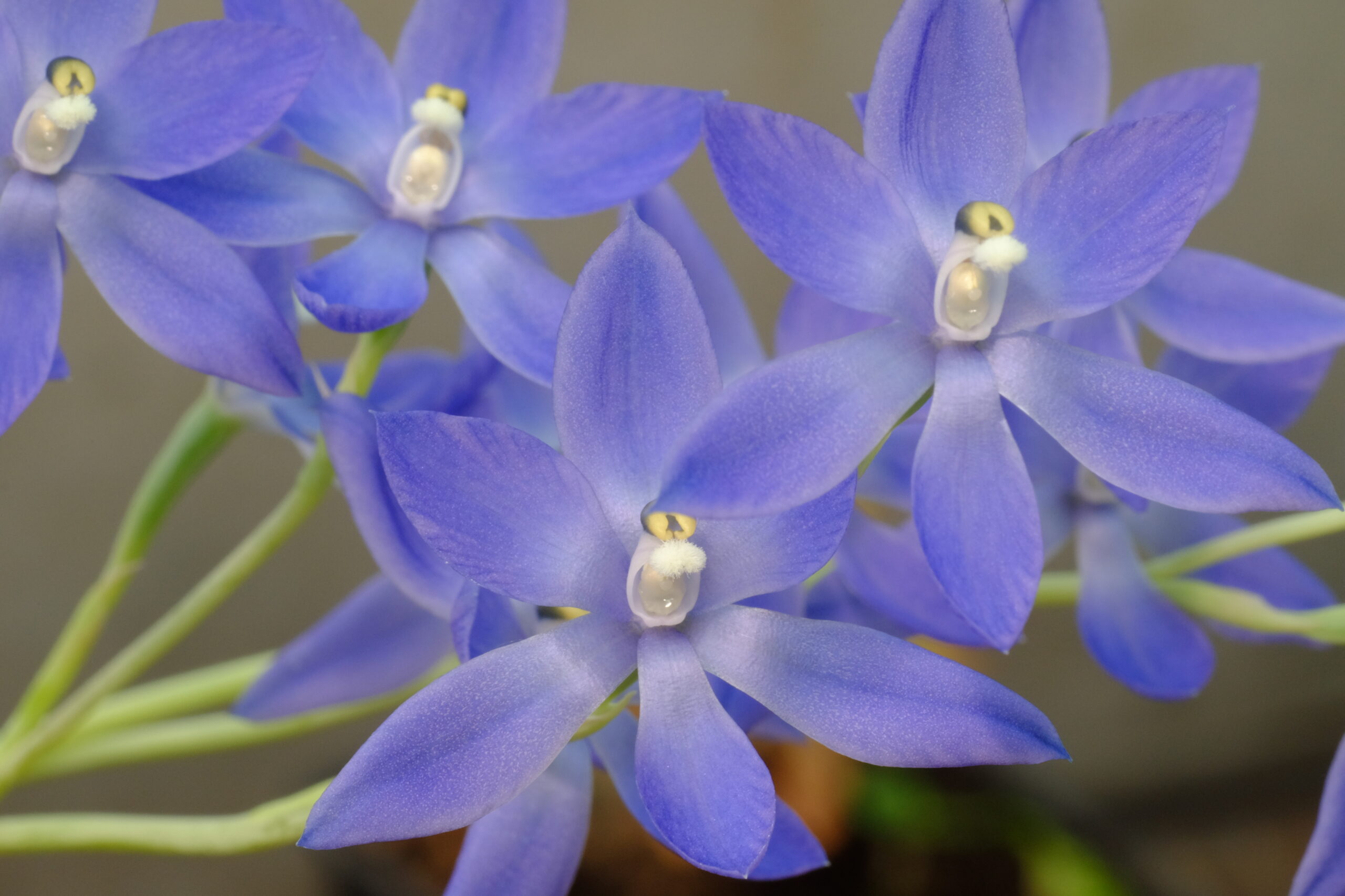 Thelymitra_glaucophylla_Royalblue