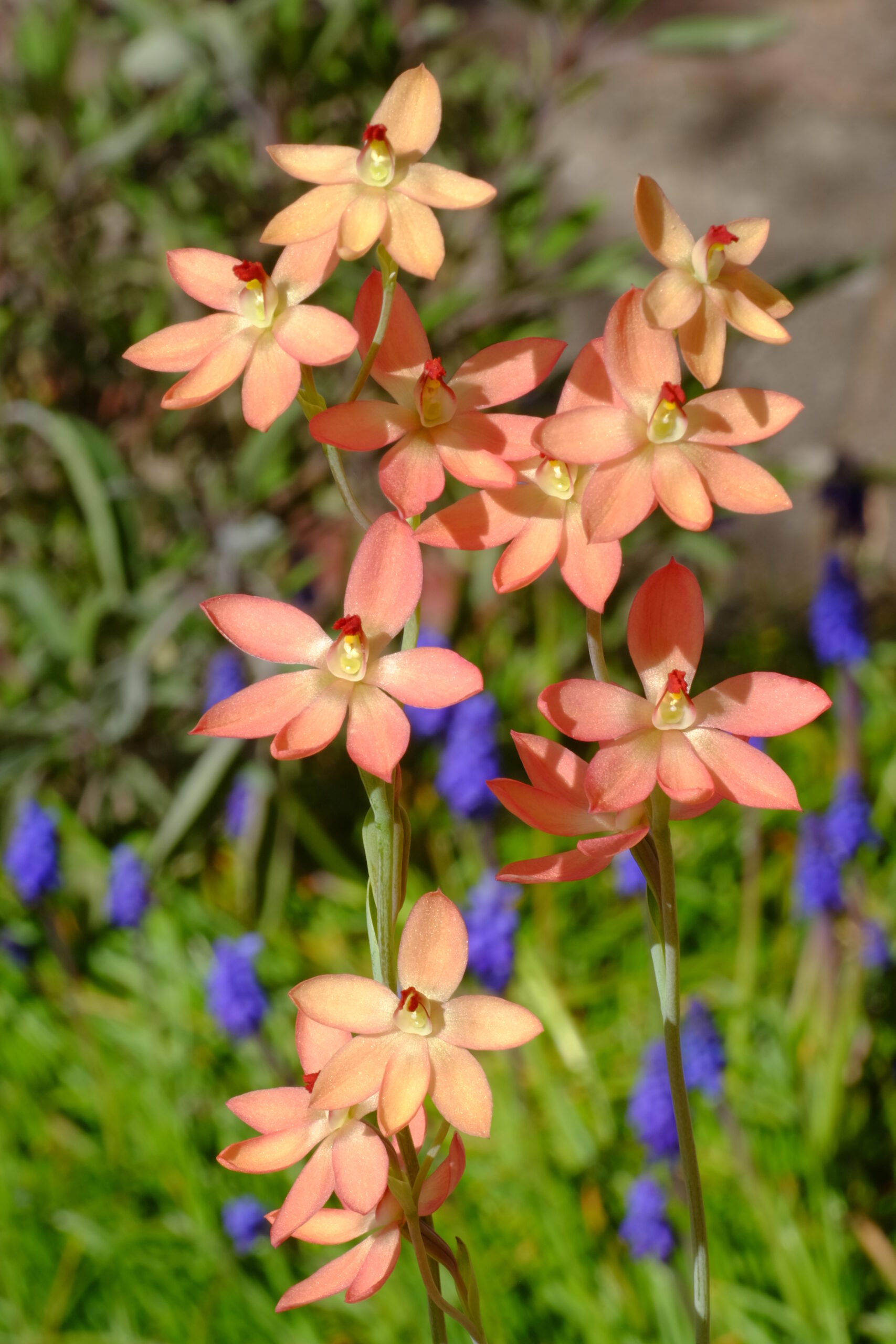 Thelymitra_Queen_Adelaide