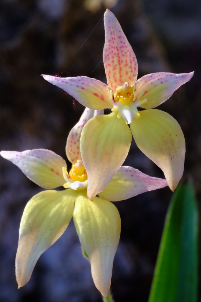 Caladenia_HarlequinXflava