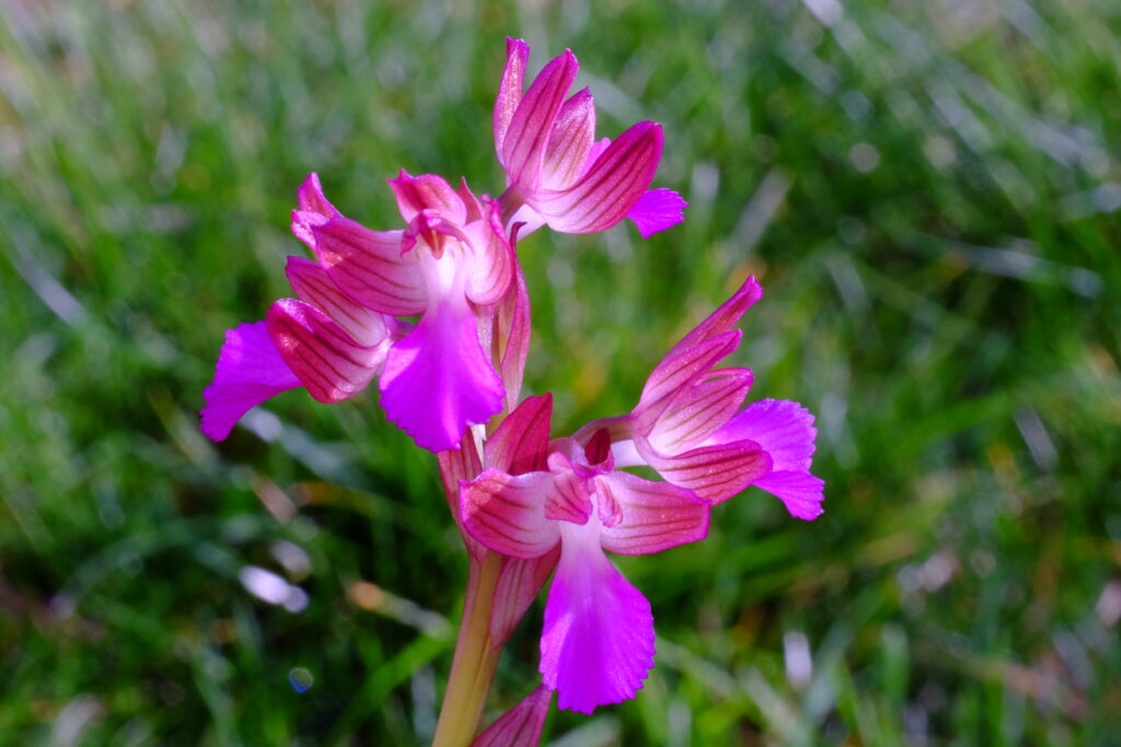 Vermeulenia_papilionacea