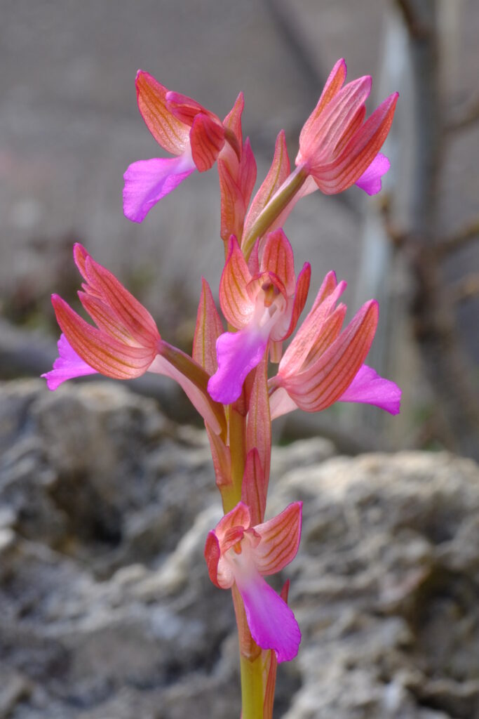 Vermeulenia_balcanica