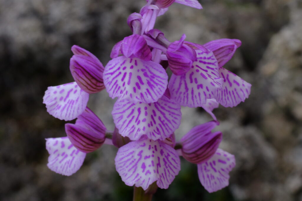 Vermeulenia_heroicaXHerorchis_morio