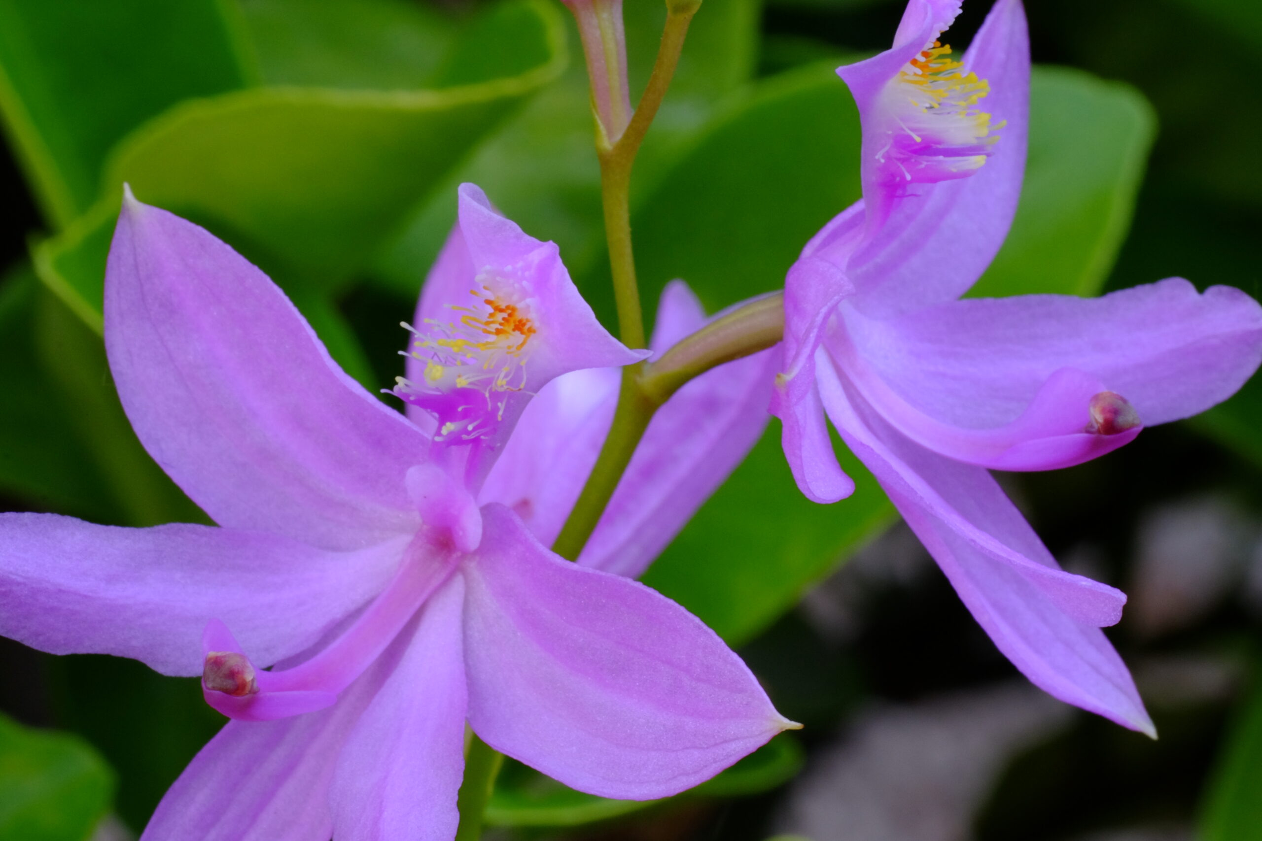 Calopogon_tuberosus
