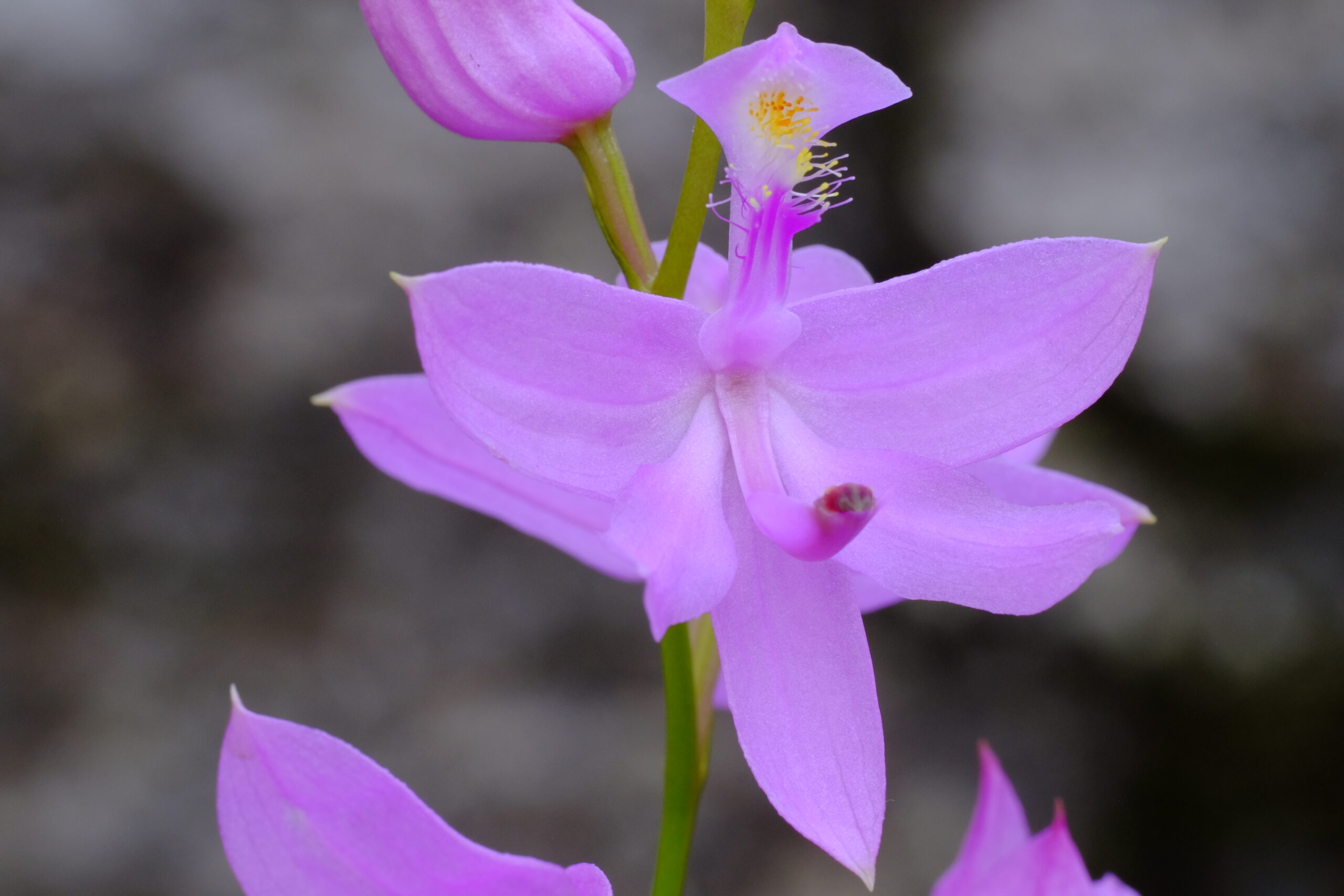Calopogon_tuberosus