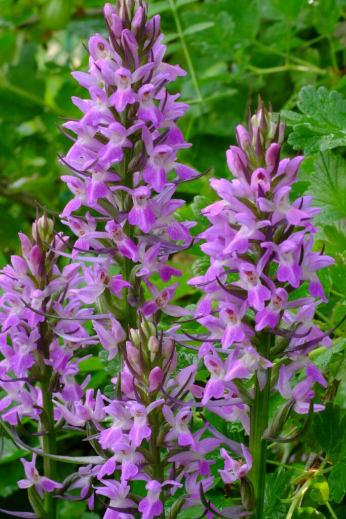 Dactylorhiza_elata