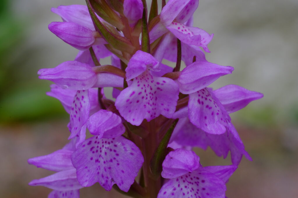 Dactylorhiza_russowii