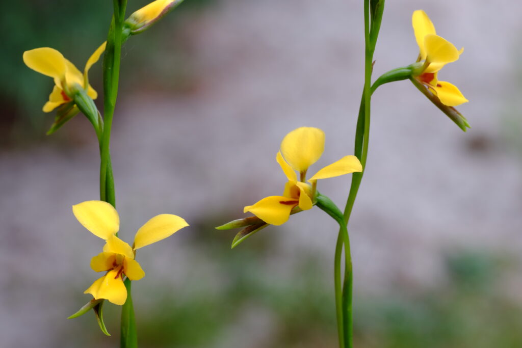 Diuris_emarginata