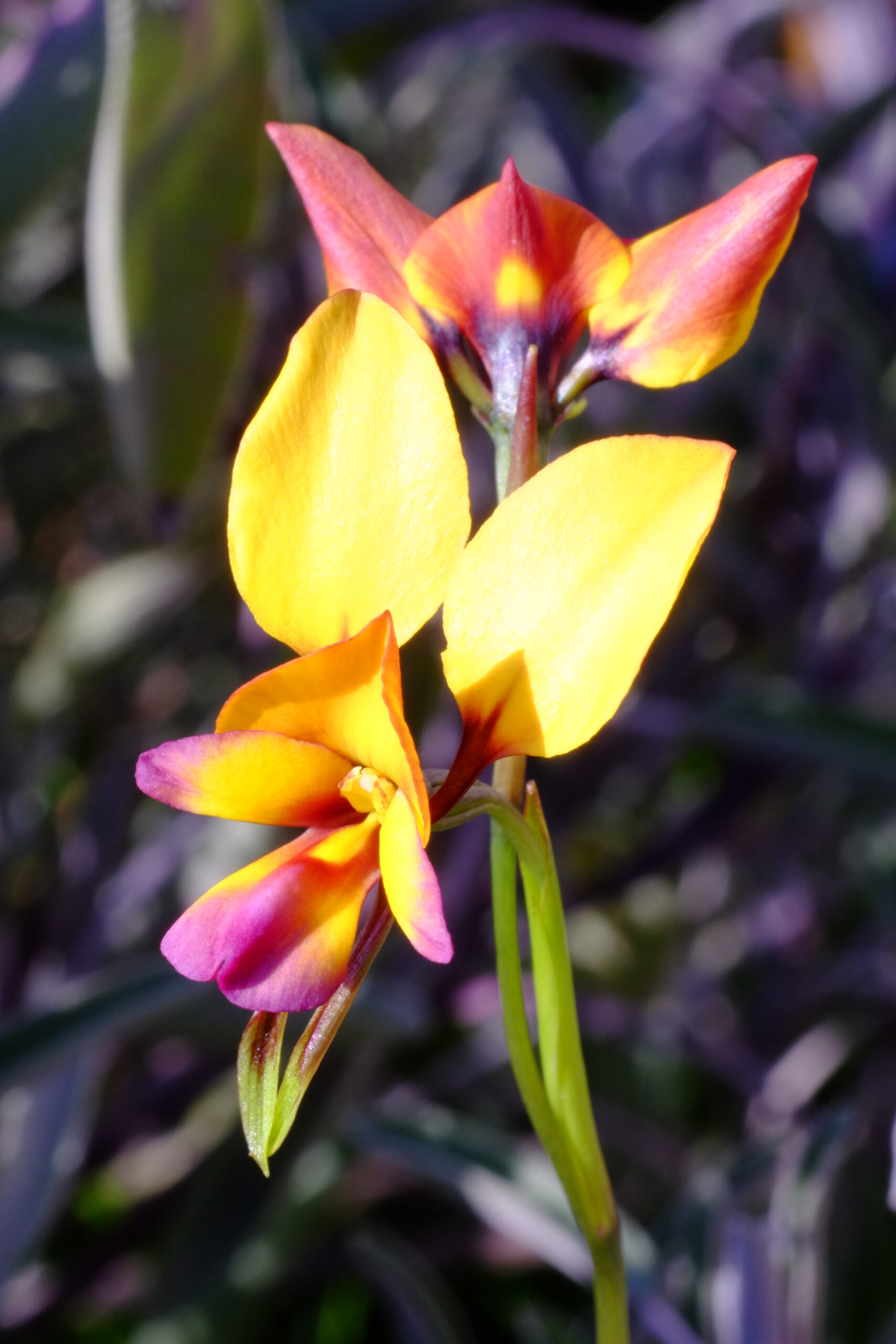 Diuris Orchidee