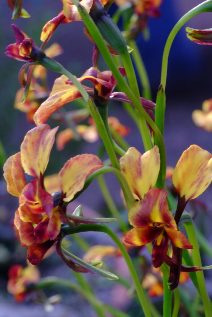 Diuris_pardinaXorientis