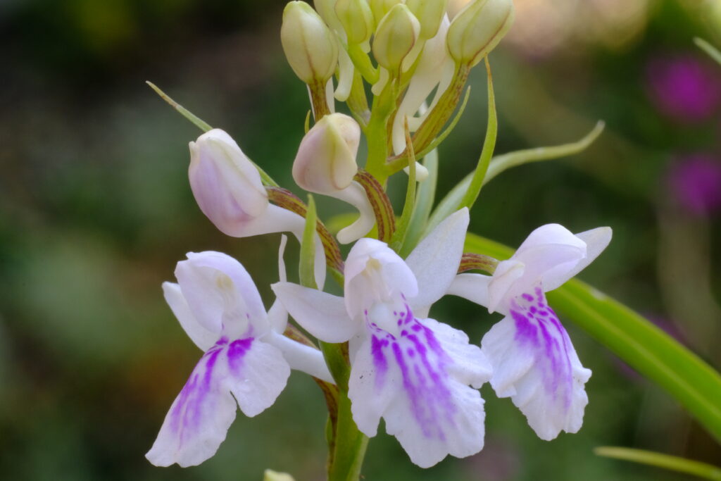 Hemipilia_graminifolia
