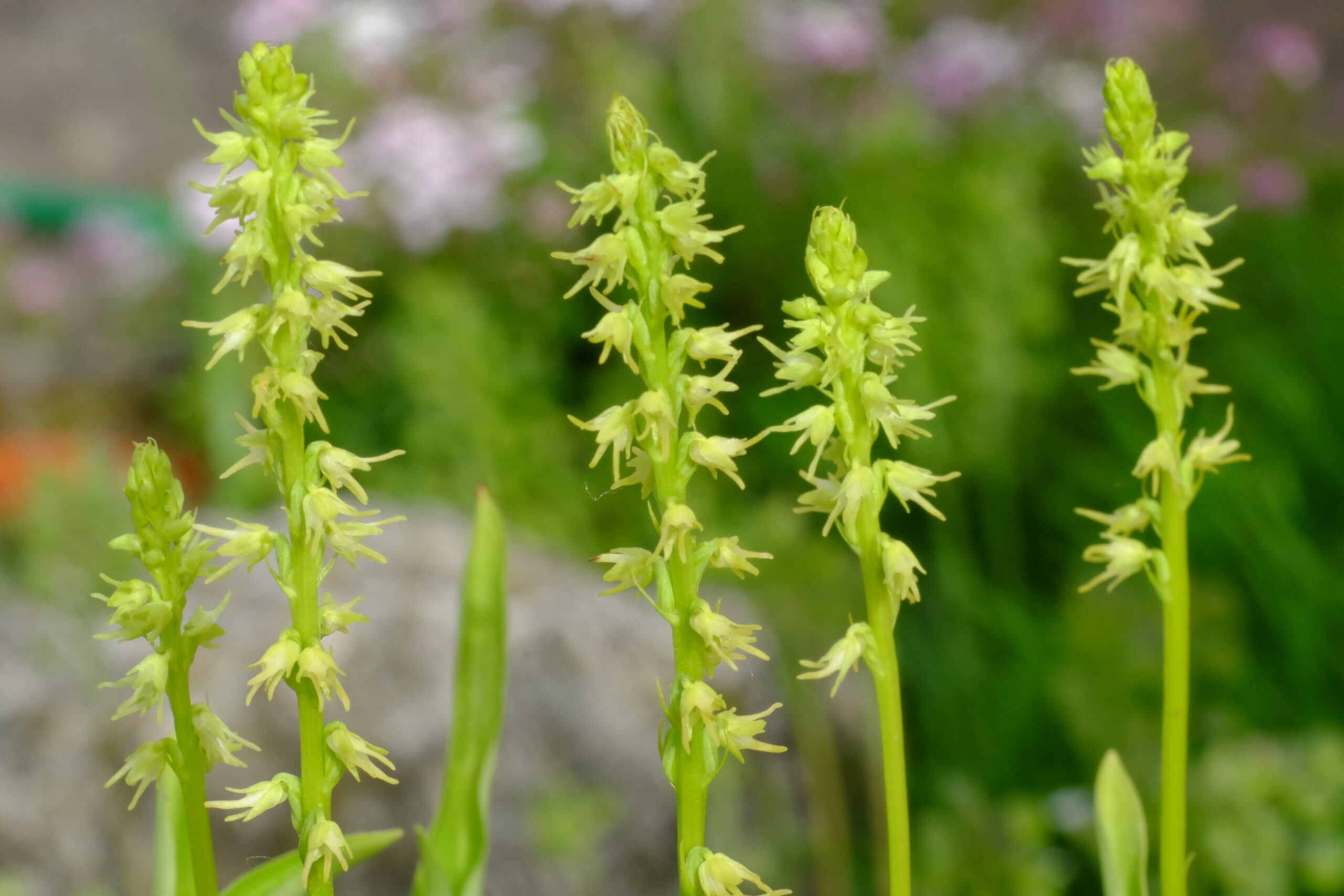 Herminium Orchidee