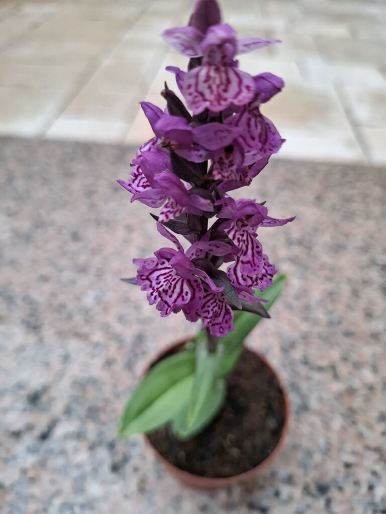 Dactylorhiza_purpurella