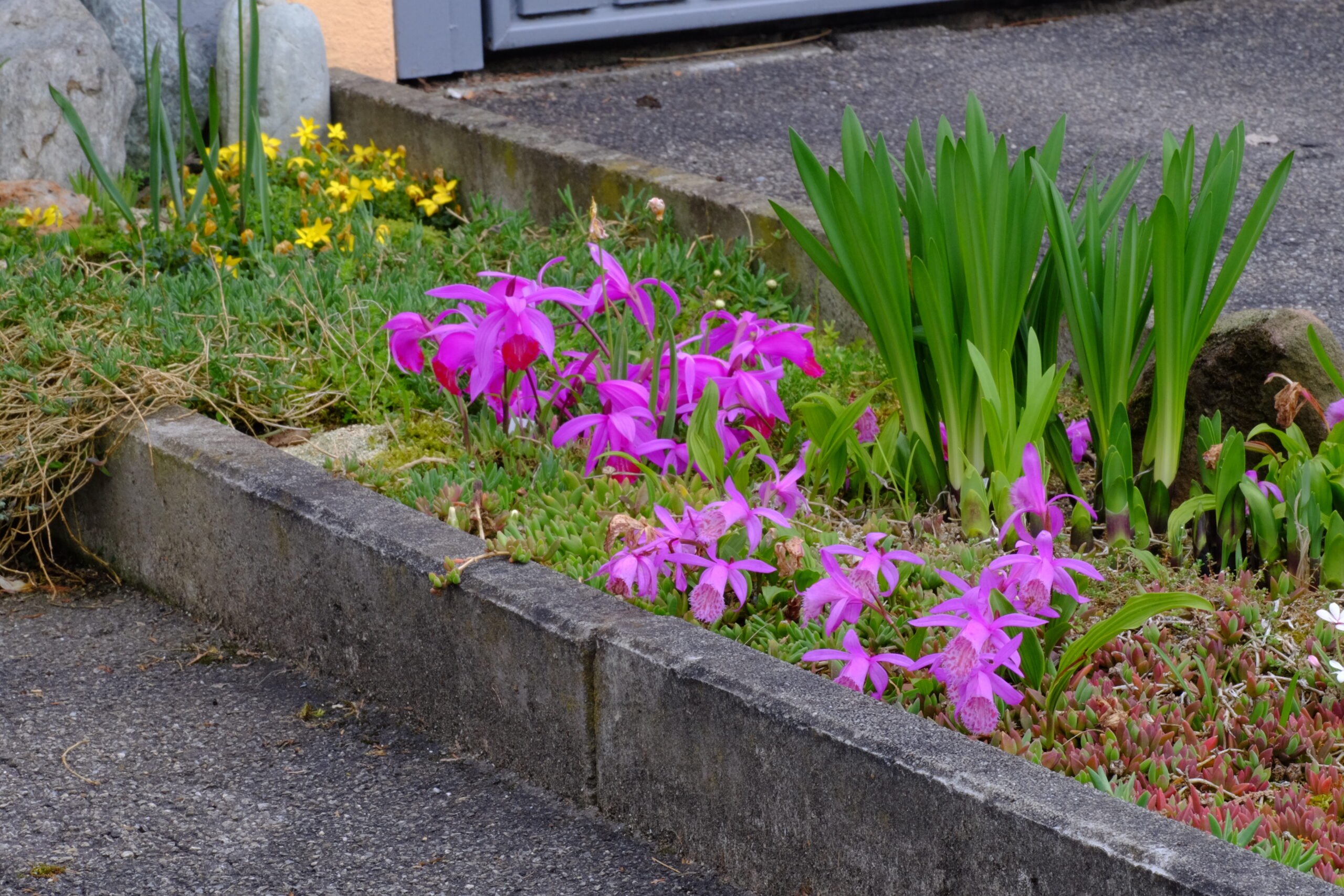 Pleione_pleionoides und Pleione_limprichti