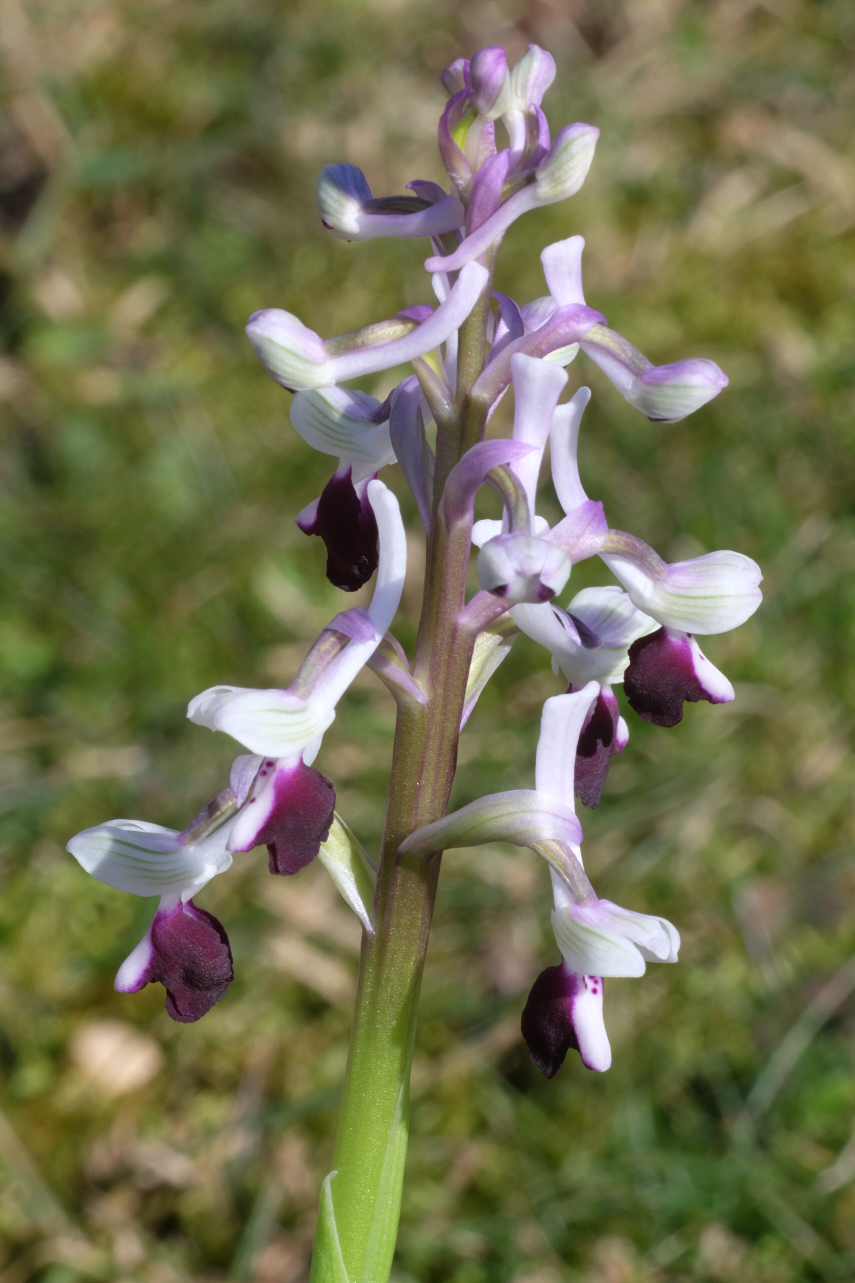 Herorchis Orchidee