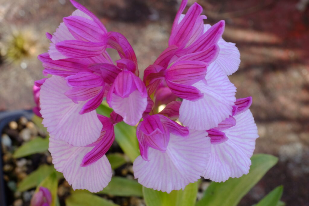 Vermeulenia_expansa