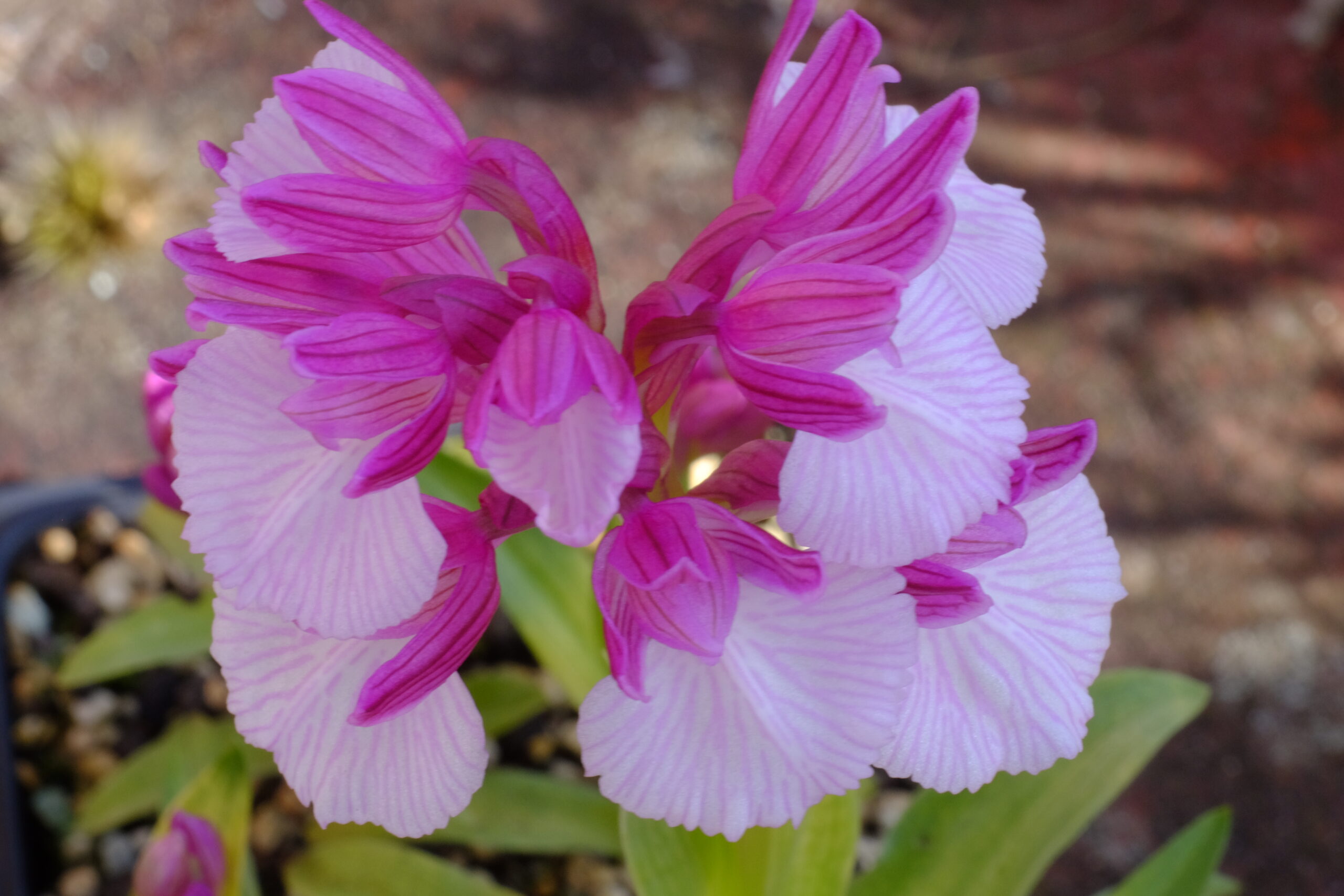 Vermeulenia Orchidee