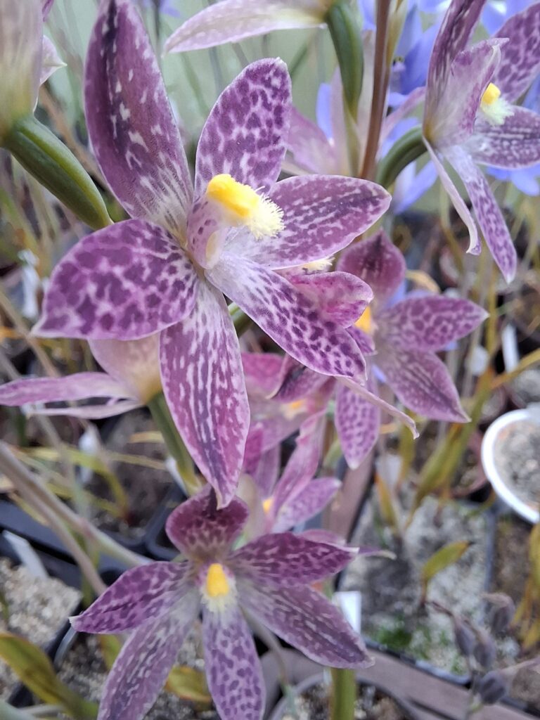 Thelymitra Kopie 2